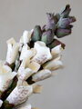 Fleur kvet Foxglove V80 cm biela
