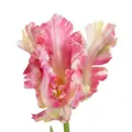 LÁTKOVÁ DEKORÁCIA KVET TULIPÁN RUŽOVÝ 63 CM