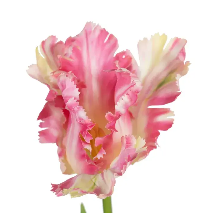 LÁTKOVÁ DEKORÁCIA KVET TULIPÁN RUŽOVÝ 63 CM